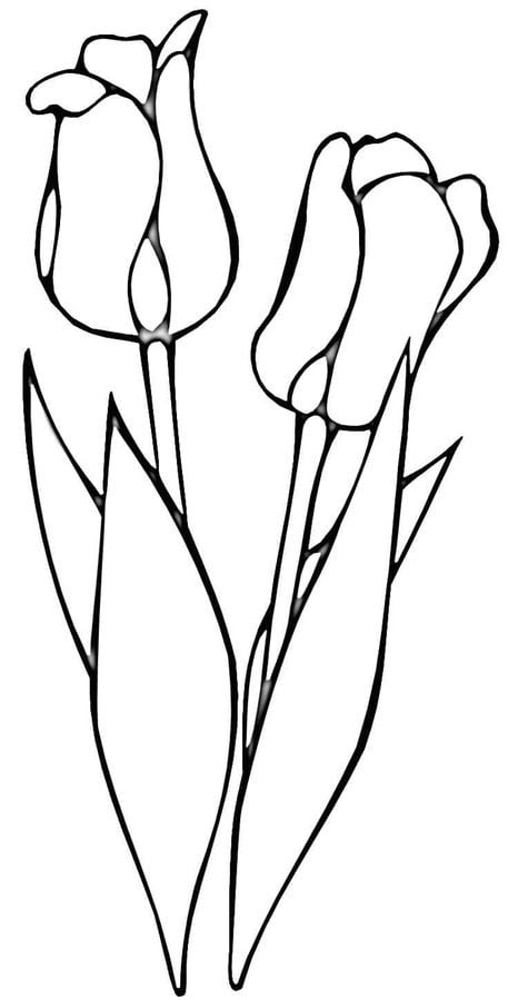 Disegni da colorare: Tulipa