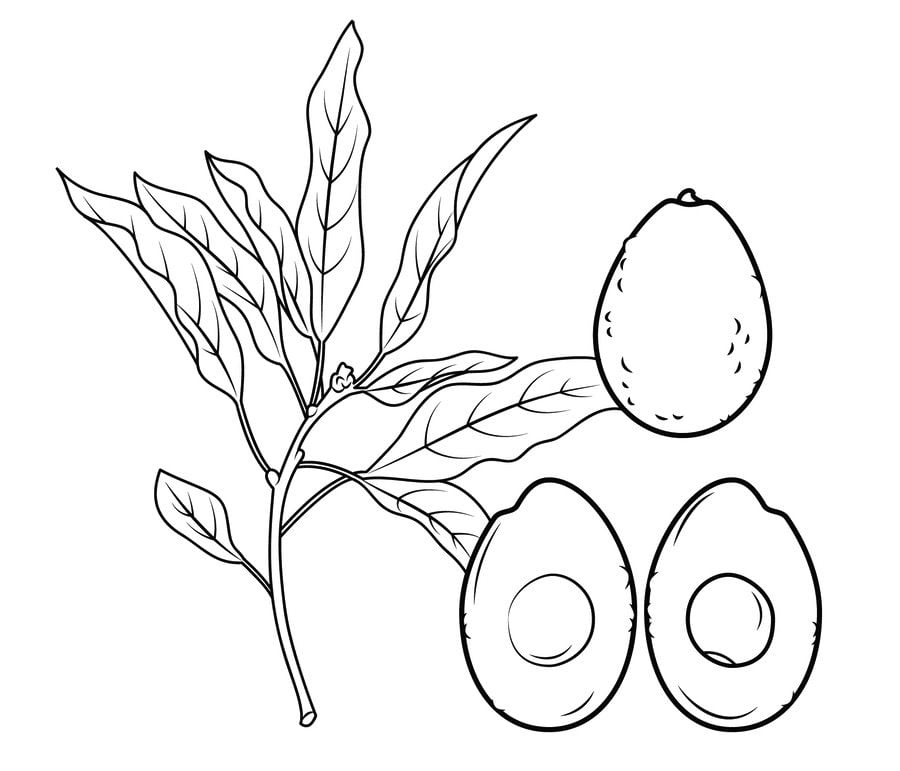 Coloring pages: Avocado