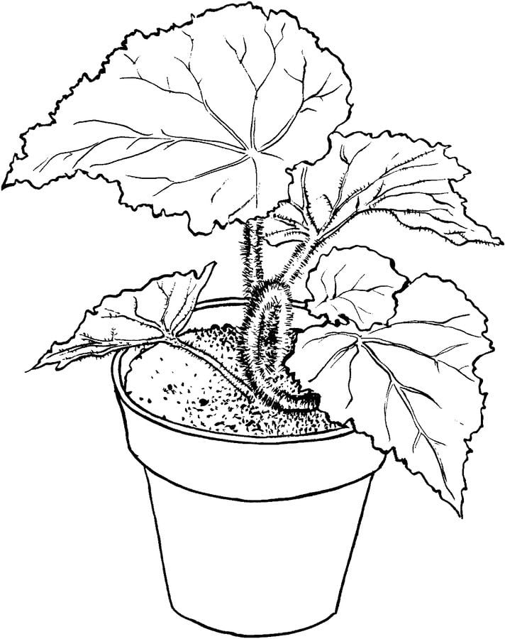 Coloring pages: Begonia