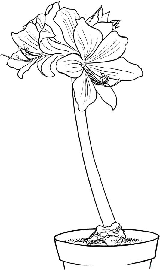 Coloring pages: Amaryllis