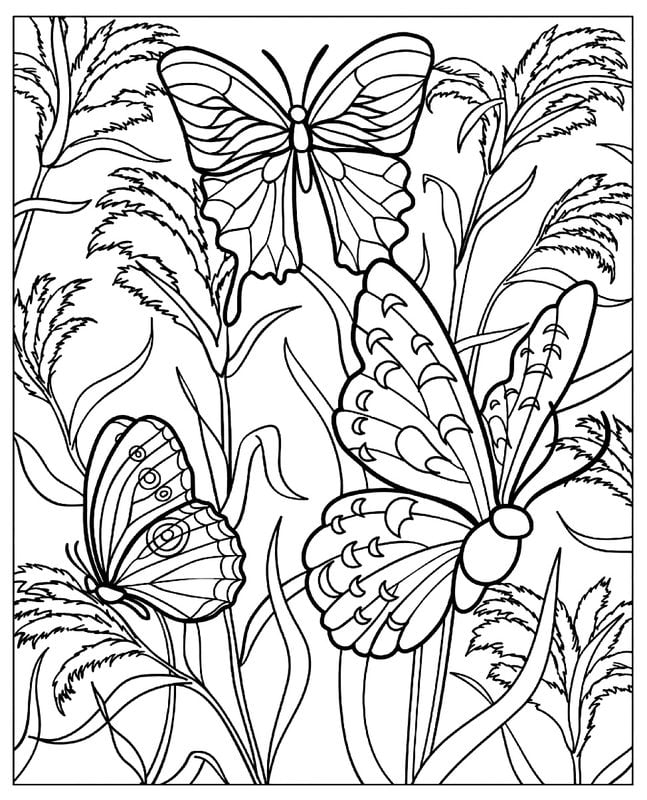 Coloring pages for adults: Insects