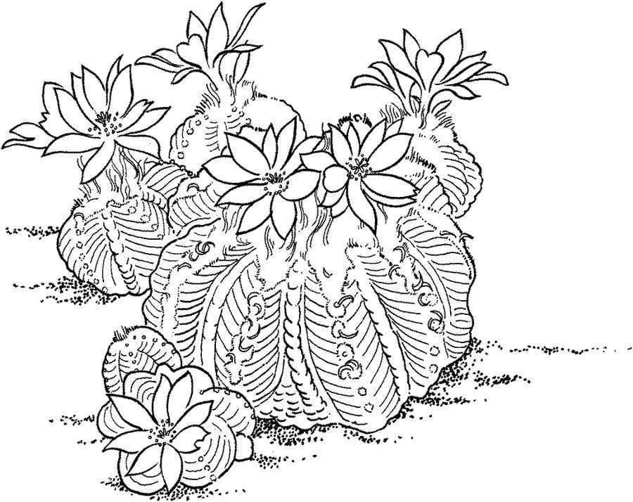 Coloring pages: Cactus 1