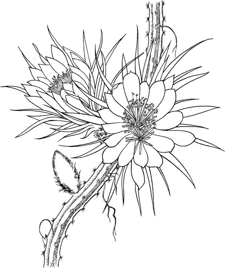 Coloring pages: Cactus 10