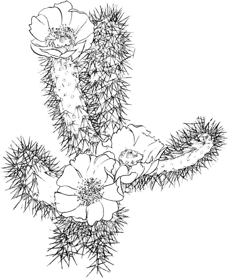Coloring pages: Cactus 2
