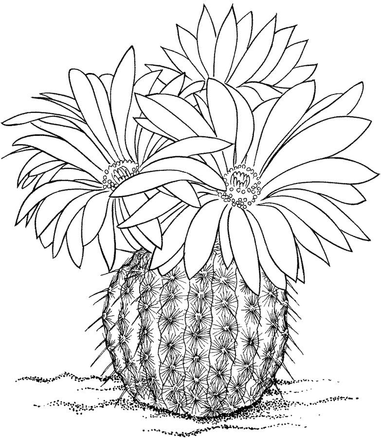 Coloring pages: Cactus
