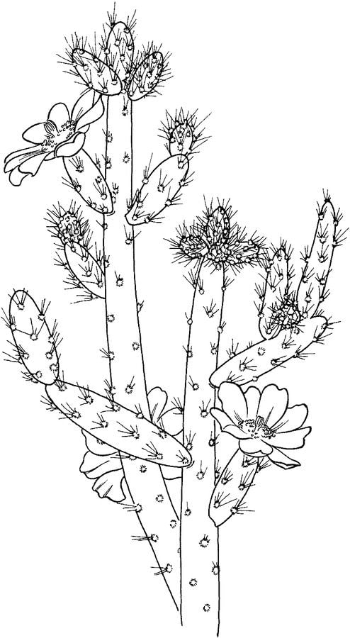 Coloring pages: Cactus 4