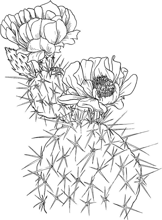 Coloring pages: Cactus 5