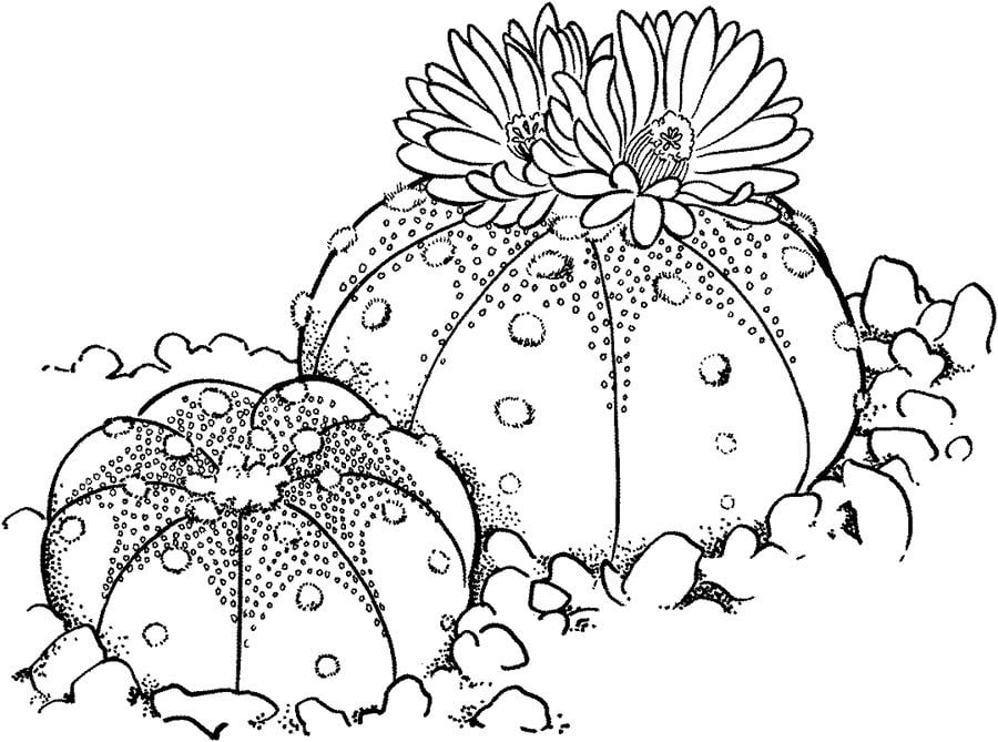 Coloring pages: Cactus 6