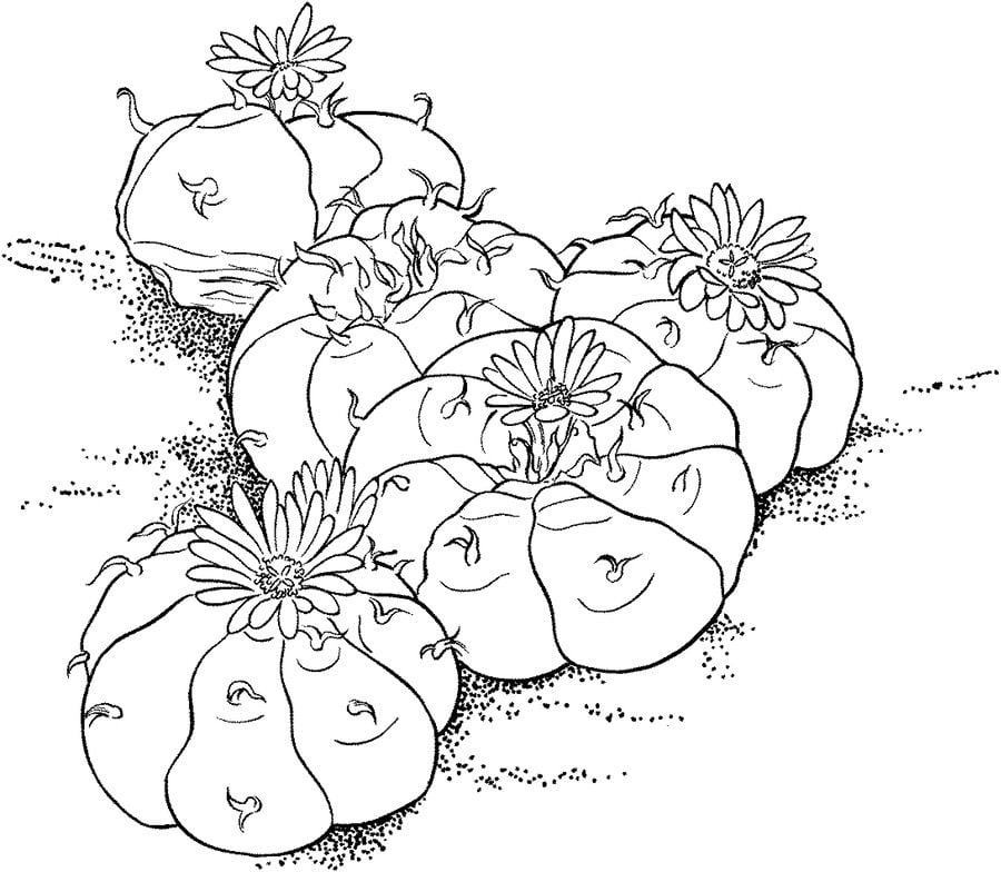 Coloring pages: Cactus 7