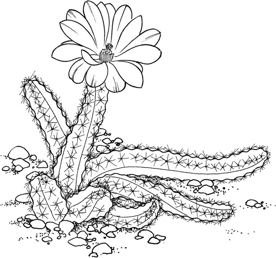 Ausmalbilder: Kaktus