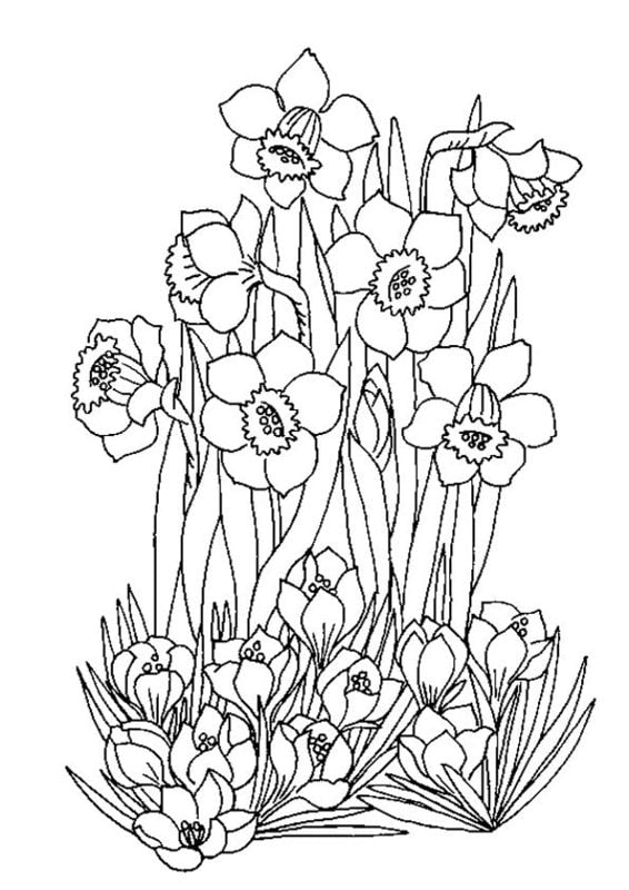Coloring pages for adults: Spring