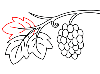 Come disegnare: Uva