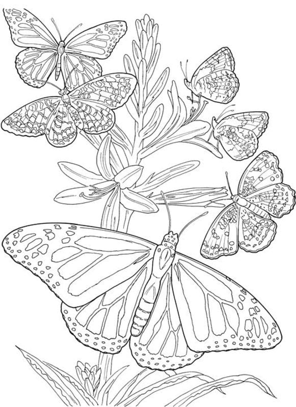 Disegni da colorare per adulti: Farfalle 10