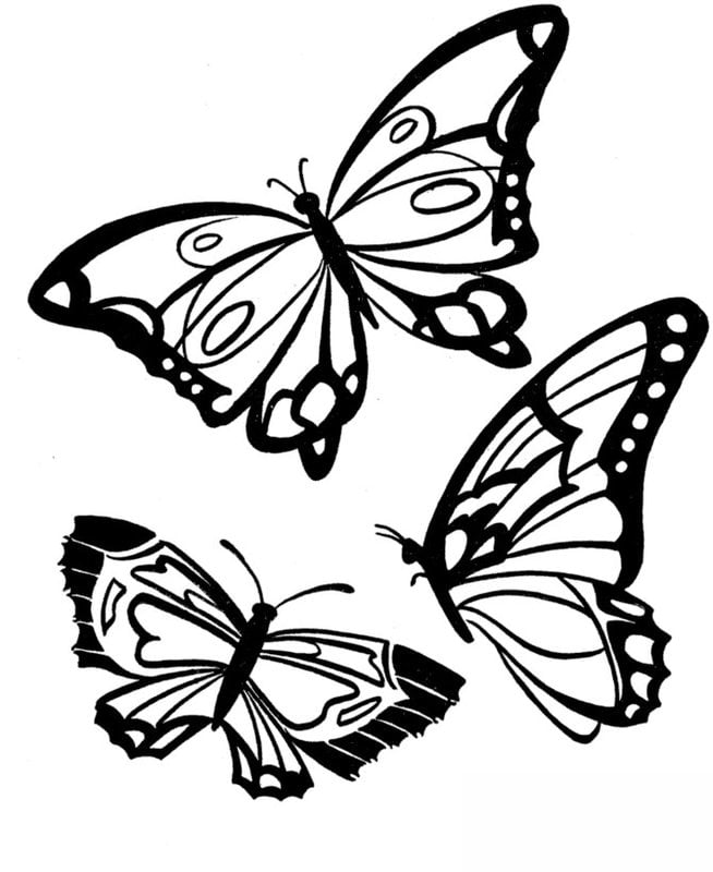 Disegni da colorare per adulti: Farfalle 3
