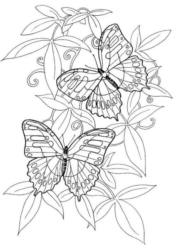 Disegni da colorare per adulti: Farfalle