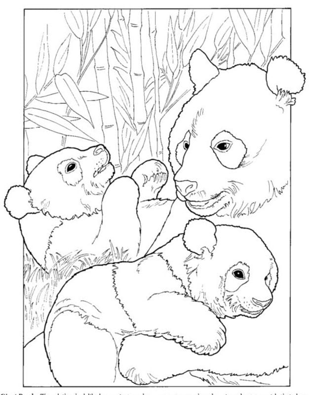 Dibujos para colorear para adultos: Panda