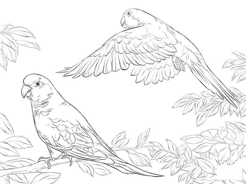 Coloring pages for adults: Parrot 2