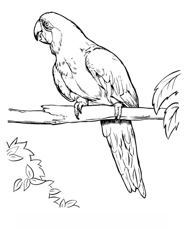 Coloring pages for adults: Parrot 5