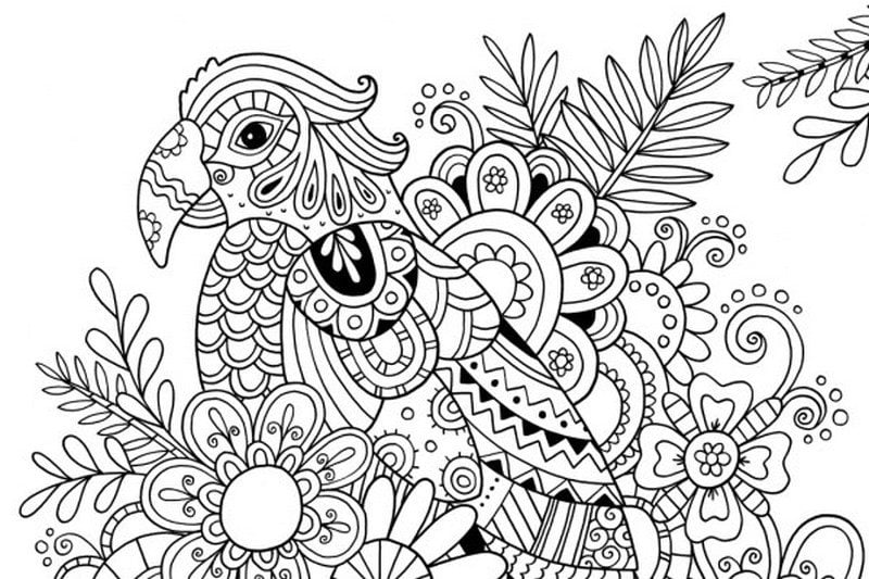 Coloring pages for adults: Parrot 6