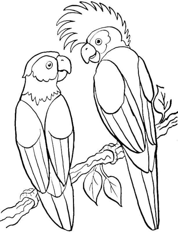 Coloring pages for adults: Parrot 8
