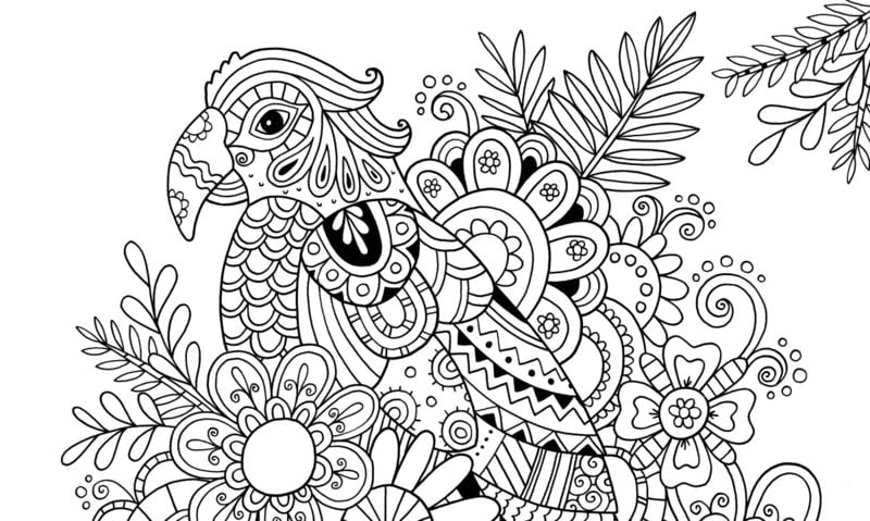 Coloring pages for adults: Parrot 9