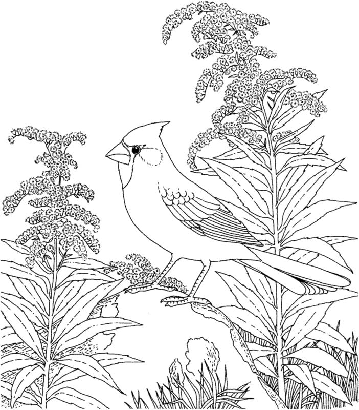 Coloring pages for adults: Birds