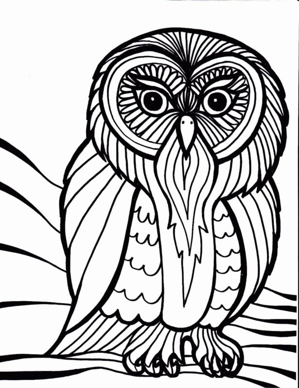Coloring pages for adults: Owl