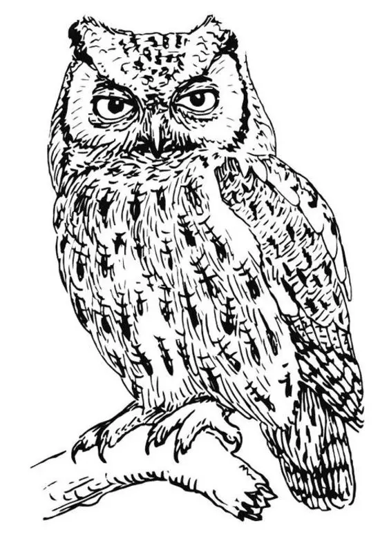 Dibujos para colorear para adultos: Strigiformes 6