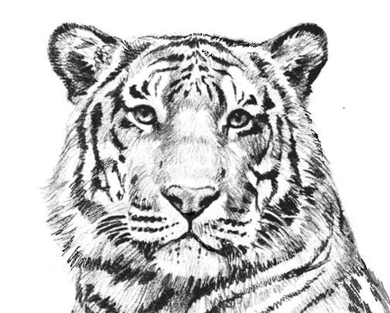 Ausmalbilder für erwachsene: Tiger