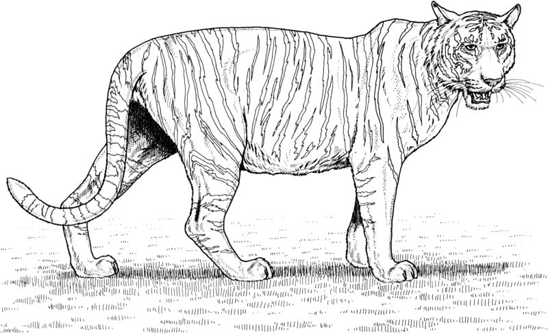 Coloring pages for adults: Tiger