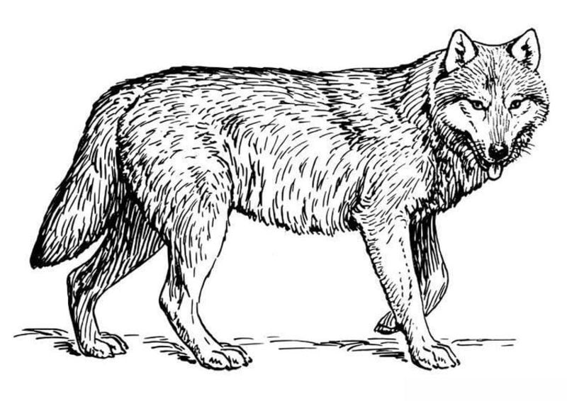 Coloriages pour adultes: Loup