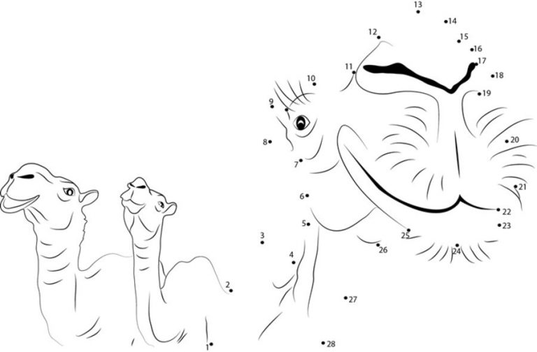 Connect the dots: Camel, printable for kids &amp; adults, free