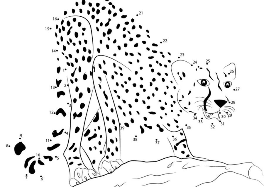 Połącz kropki: Gepard