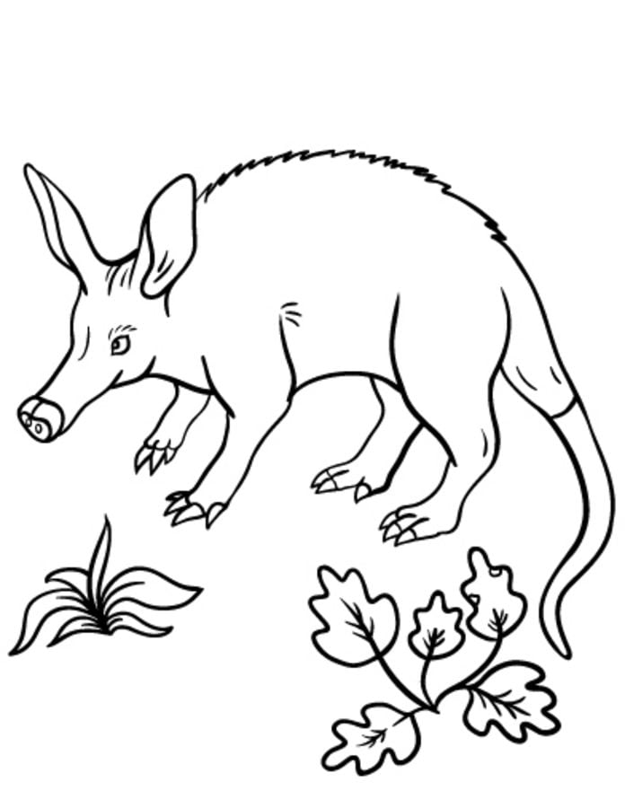 Dibujos para colorear: Cerdo hormiguero