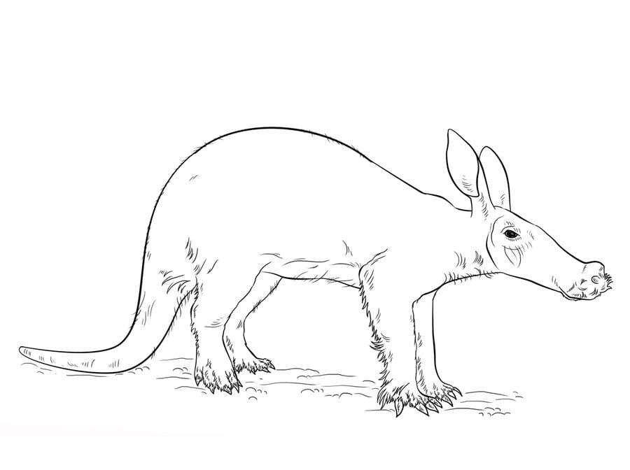 Coloring pages: Aardvark