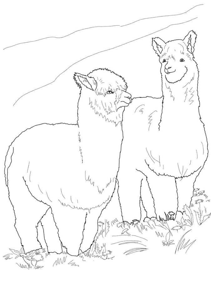 Coloring pages: Alpaca 10