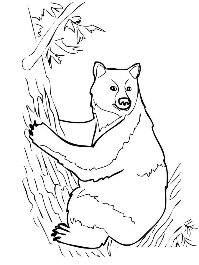 Coloring pages: American black bear, printable for kids & adults, free