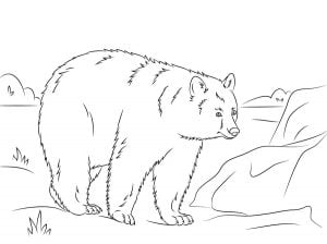 Coloring pages: American black bear, printable for kids & adults, free