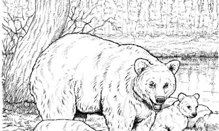 Coloring pages: American black bear