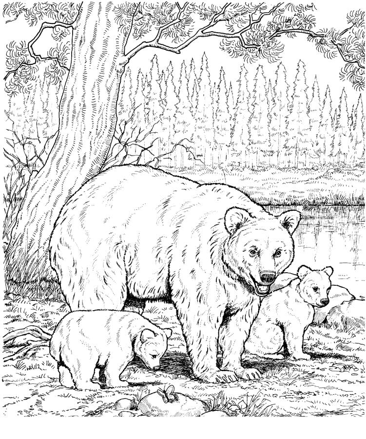 Coloring pages: American black bear, printable for kids & adults, free