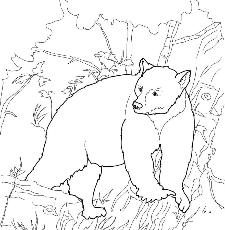 Kolorowanki: Niedźwiedź czarny