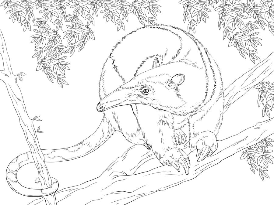 Coloring pages: Anteater 10