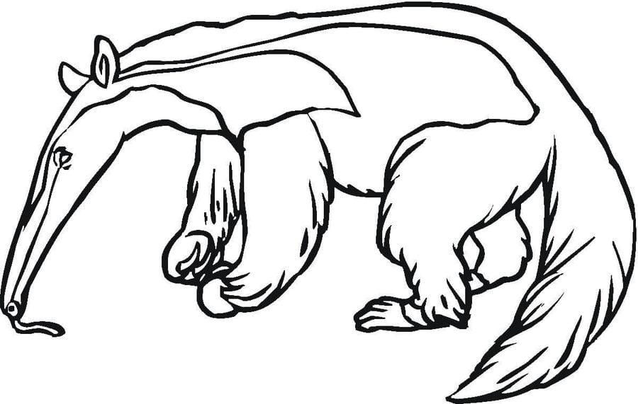 Coloring pages: Anteater 2