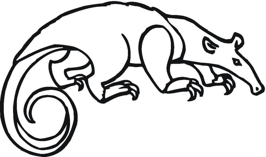 Coloring pages: Anteater 3