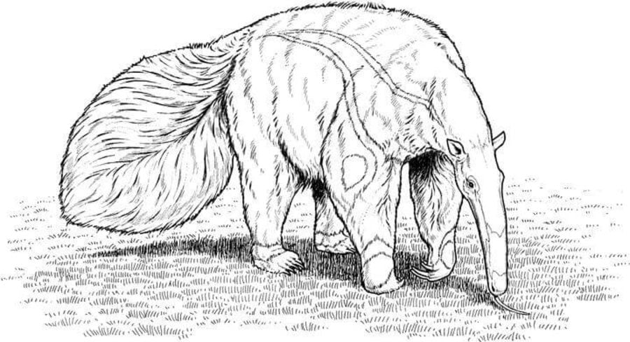Coloring pages: Anteater 5