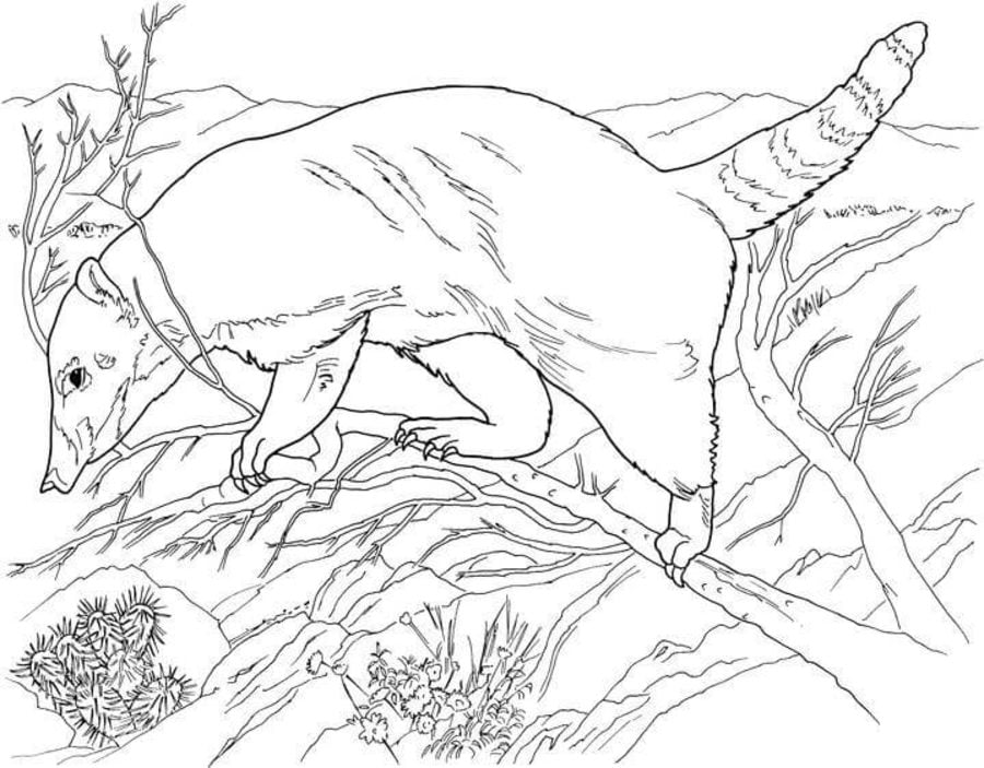 Coloring pages: Anteater