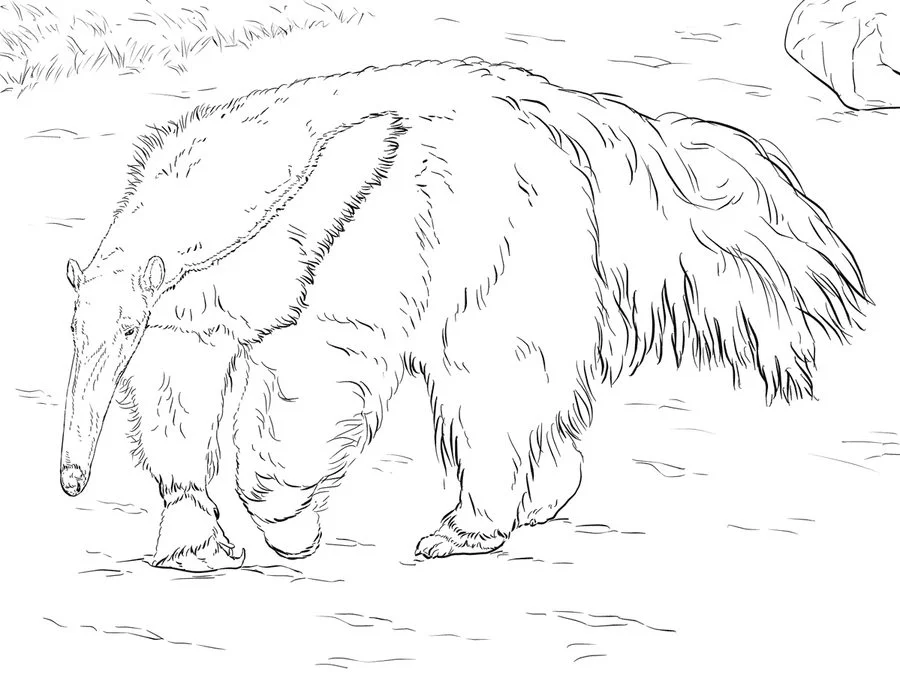 Ausmalbilder: Ameisenbär 8