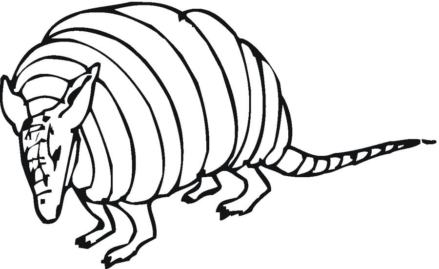 Coloring pages: Armadillo