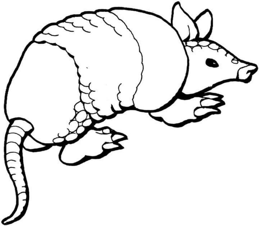 Coloring pages: Armadillo