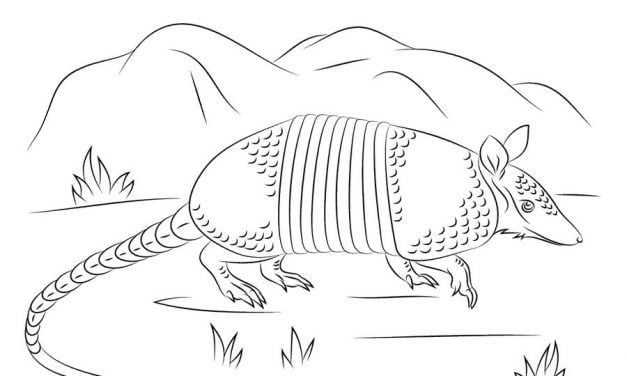 Coloring pages: Armadillo